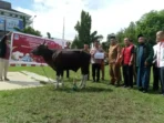 Penyaluran hewan kurban